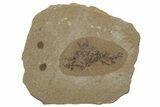Jurassic Fossil Plant - Sundance Formation, Wyoming #216400-1